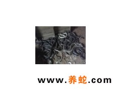 眼鏡蛇商品蛇出售