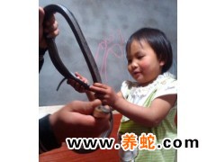 長期供應烏梢蛇.黑眉錦蛇.王蛇.Q491458132