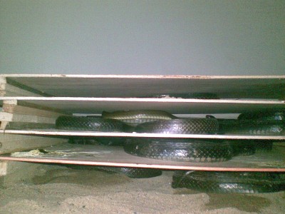 烏梢蛇養殖技術