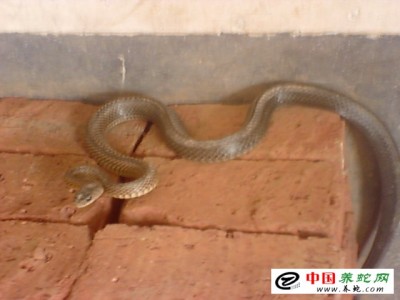 烏梢蛇養殖方法