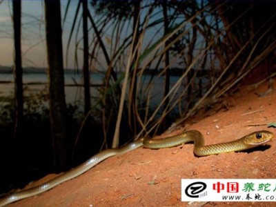 烏梢蛇養殖前景