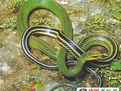 烏梢蛇養殖成本