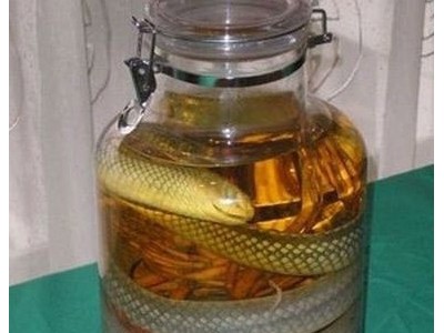 烏梢蛇養殖效益