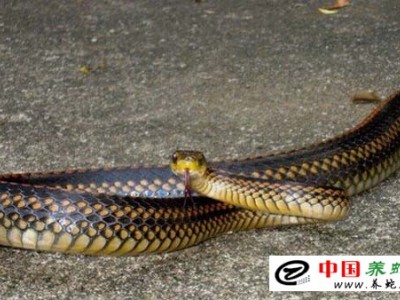 烏梢蛇如何養殖