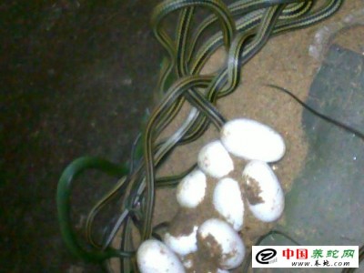 廣西烏梢蛇養殖基地