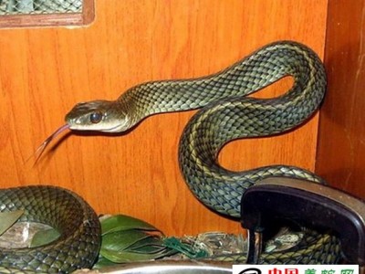 烏梢蛇怎樣養殖