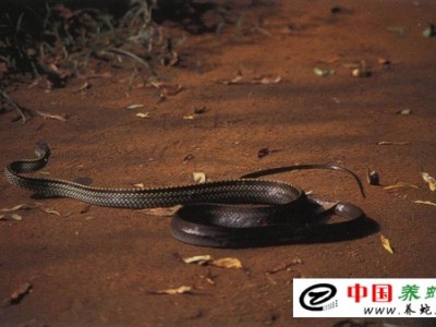 烏梢蛇的養殖與銷售