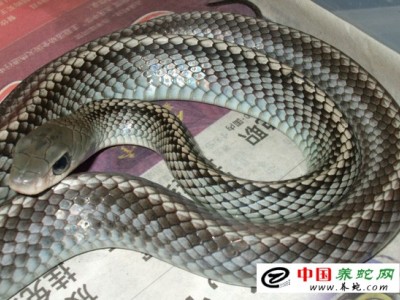 烏梢蛇養殖經濟效益