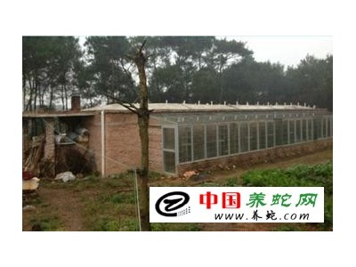 大型烏梢蛇養殖場