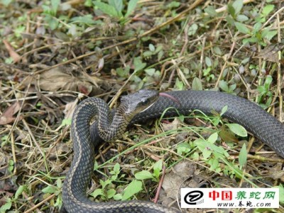 烏梢蛇養殖創業