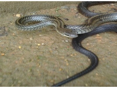 養殖烏梢蛇的照片