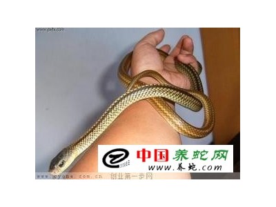 烏梢蛇養殖難度