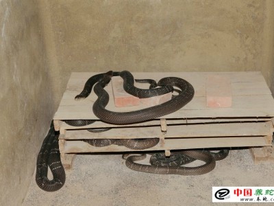 眼鏡蛇幼蛇人工養殖技術