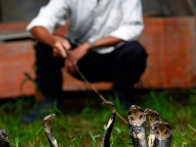 浙江眼鏡蛇養殖村