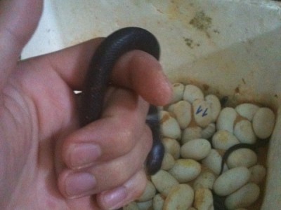 重慶亞寶眼鏡蛇養殖場