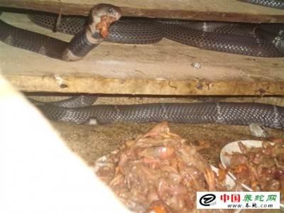 廣西眼鏡蛇養殖場