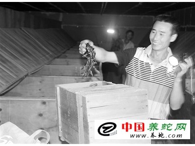 養殖眼鏡蛇利潤