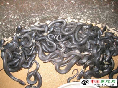 眼鏡蛇幼仔的養殖