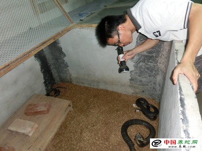 重慶養殖眼鏡蛇