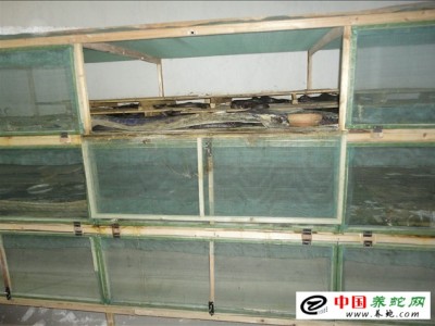 河南眼鏡蛇養殖基地