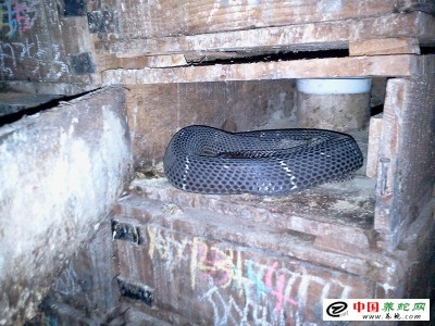 致富經養殖眼鏡蛇