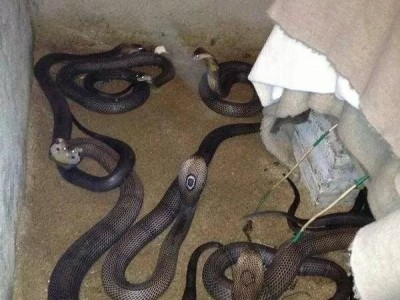 養殖眼鏡蛇