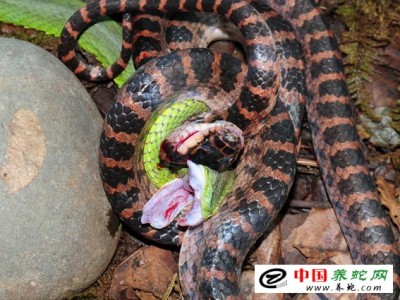 赤練蛇養殖技術