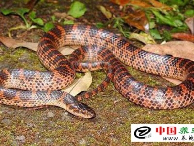 養殖赤練蛇