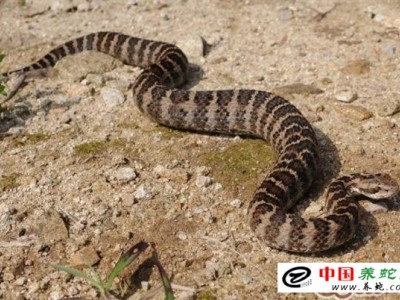 白眉蝮蛇養殖前景