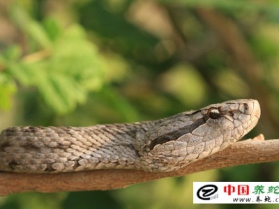 養殖蝮蛇