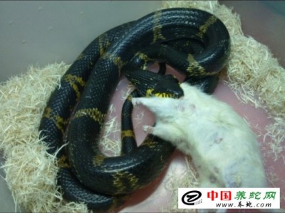 養(yǎng)殖棕黑錦蛇