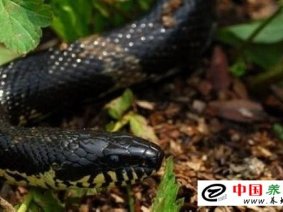 棕黑錦蛇養(yǎng)殖