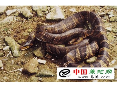 棕黑錦蛇養(yǎng)殖技術(shù)