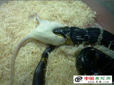 棕黑錦蛇養(yǎng)殖方法