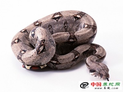 蟒蛇養殖技術