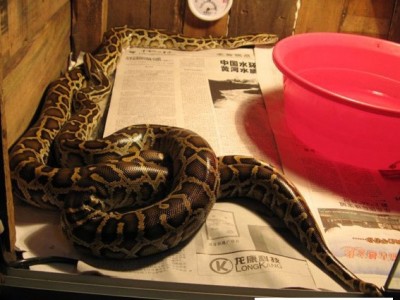 海南蟒蛇養殖場
