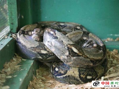 致富經蟒蛇養殖