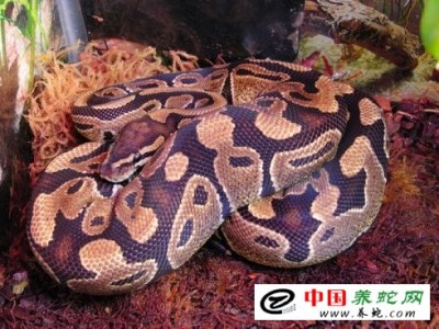 廣西蟒蛇養殖