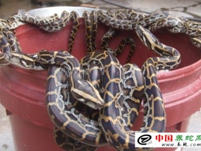 文昌蟒蛇養殖