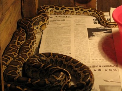 廣西蟒蛇養殖場