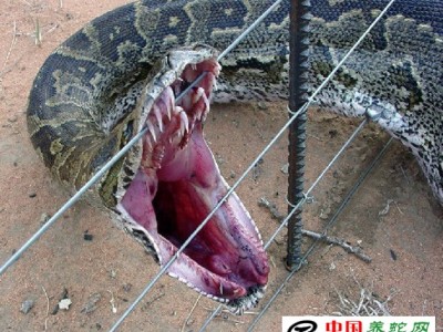 海南省蟒蛇養殖基地