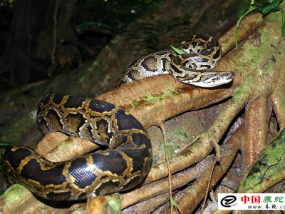 中國蟒蛇養殖基地