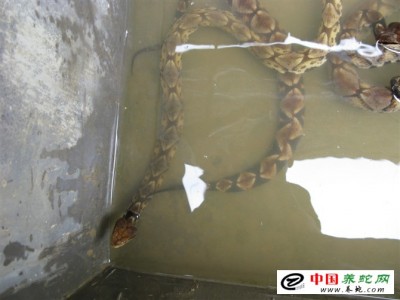 五步蛇養(yǎng)殖方法