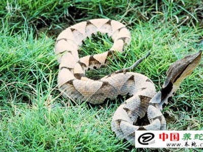 五步蛇養(yǎng)殖場設計