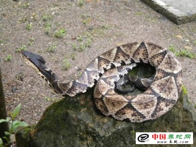 最大的五步蛇養(yǎng)殖戶