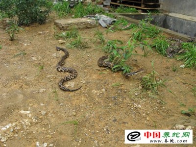 致富經(jīng)之養(yǎng)殖五步蛇
