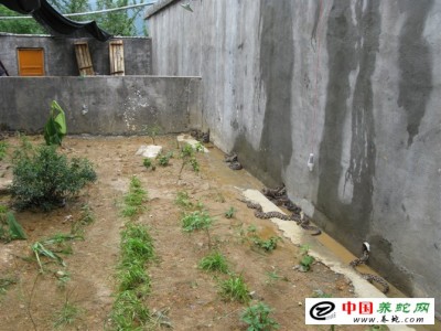 五步蛇養(yǎng)殖場如何修建