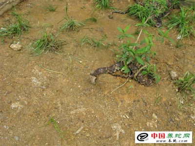 五步蛇 養(yǎng)殖技術(shù)