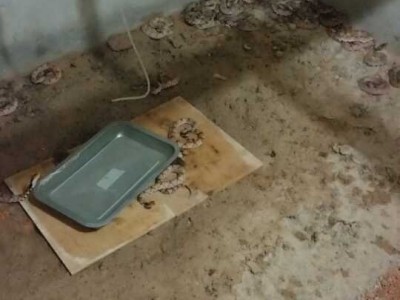 重慶五步蛇養(yǎng)殖