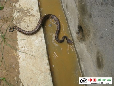 廣西五步蛇養(yǎng)殖